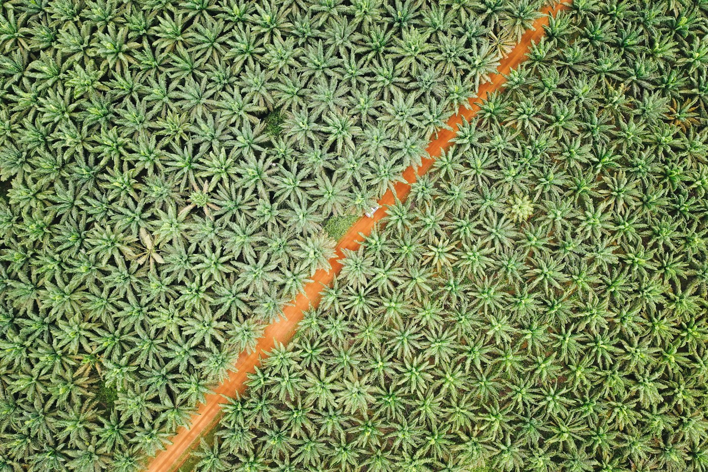 Aerial view of an oil palm plantation